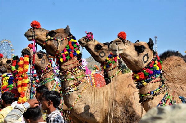 does india have camels