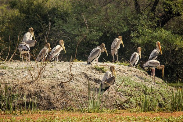 Bharatpur bird sanctury in India